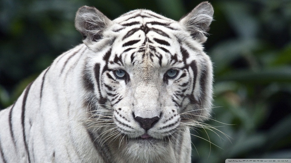 white_tiger-wallpaper-960x540